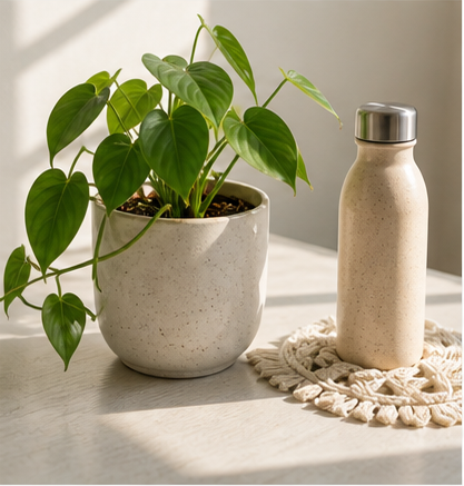 A houseplant and reusable bottle on a bright table.